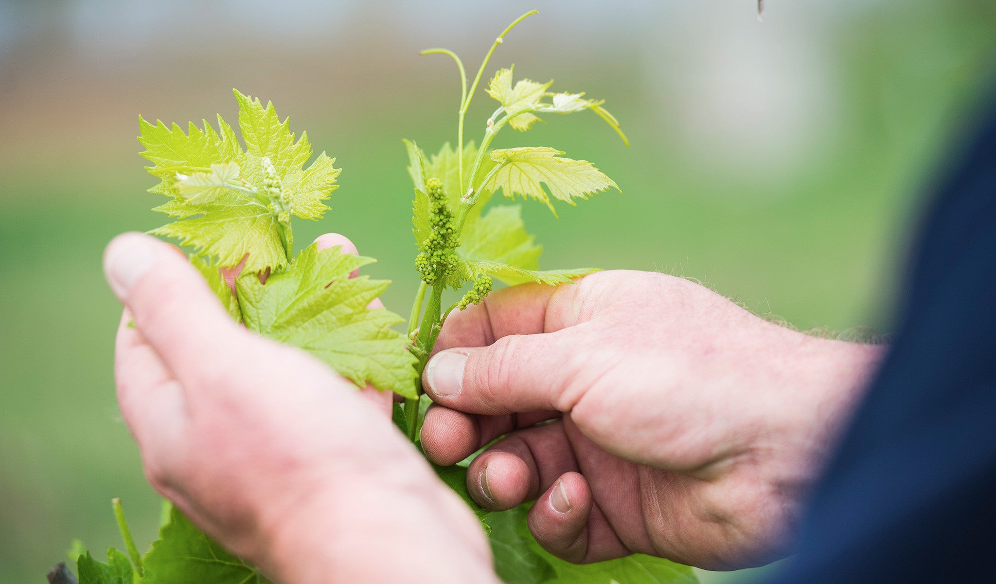 Queensland's best semillon at Queensland Wine Awards